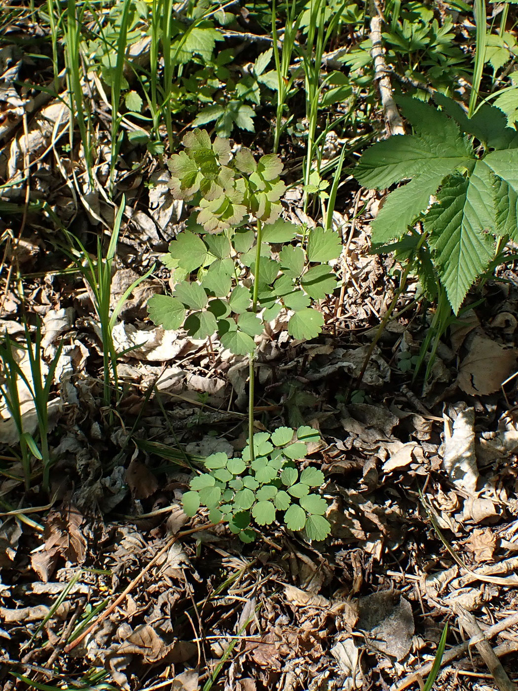 Image of Thalictrum baicalense specimen.