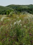 род Stipa