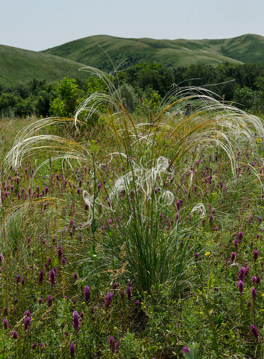 Image of genus Stipa specimen.