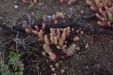род Sedum. Вегетирующие растения. Грузия, край Самцхе-Джавахети, Ахалцихский муниципалитет, левый борт р. Цинубанисцкали, окр. горячего источника Цинубани. 9 июня 2026 г.