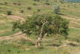 Sambucus nigra. Цветущие и плодоносящие деревья. Ростовская обл., Мясниковский р-н, окр. с. Несветай, степной склон. 05.07.2015.