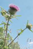 Cirsium polonicum