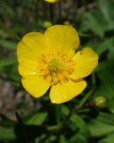 Ranunculus repens