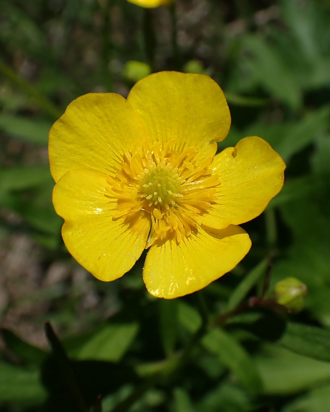 Изображение особи Ranunculus repens.