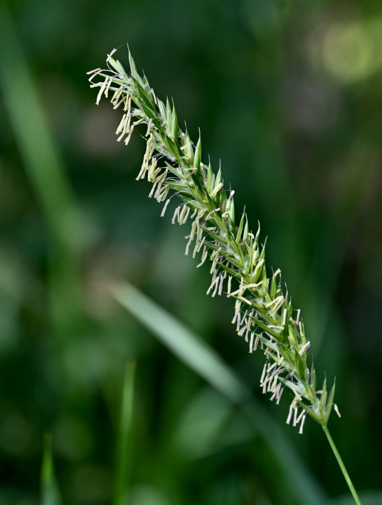 Изображение особи Elytrigia repens.