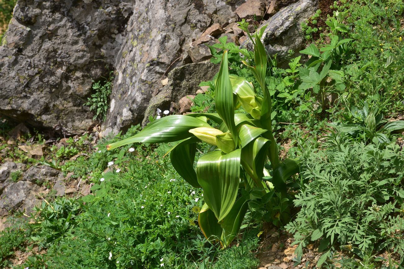 Image of Colchicum speciosum specimen.
