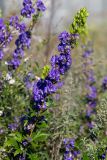 Aconitum kusnezoffii. Верхушка цветущего растения. Приморский край, Спасский р-н, окр. ж.-д. ст. Кнорринг, на лугу. 15.09.2026.
