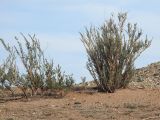 Caragana tragacanthoides. Вегетирующее растения. Казахстан, Восточно-Казахстанская обл., Маркакольский р-н, предгорья массива Шилик, выход пестроцветов. 28.06.2026.