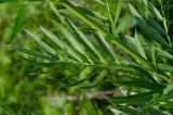 Rhaponticoides ruthenica. Средняя часть побега с листом. Башкортостан, Абзелиловский р-н, Ташбулатовский сельсовет, подножие хр. Кыктытау, разнотравный луг. 12 июня 2025 г.
