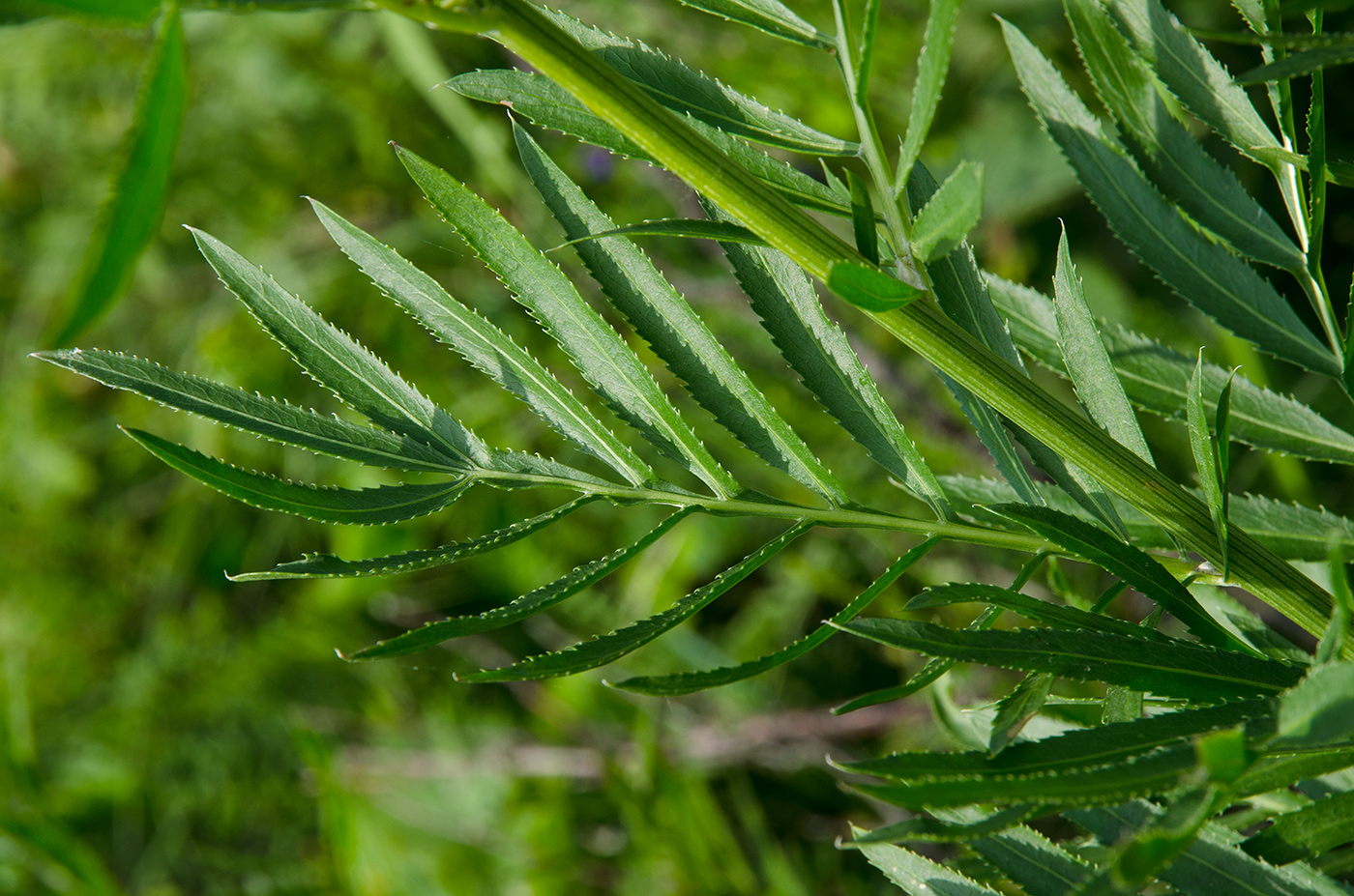 Image of Rhaponticoides ruthenica specimen.