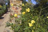 Jasminum mesnyi. Часть кроны цветущего растения.Испания, Каталония, пров. Жирона, комарка Баш-Эмпорда, муниципалитет Палафружель, ботанический сад \"Кап-Роч\". 28.02.2021.
