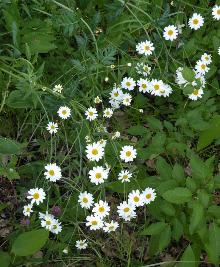 Изображение особи Pyrethrum corymbosum.