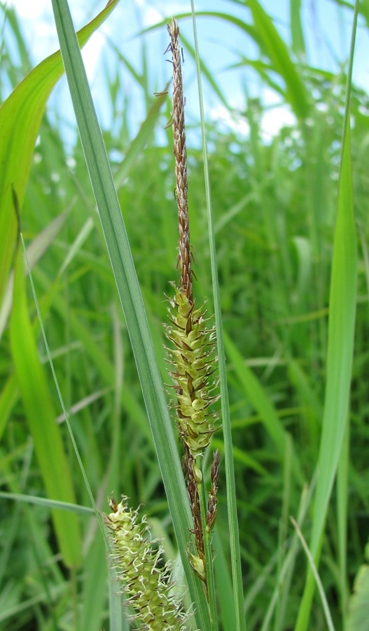 Image of Carex rostrata specimen.