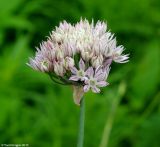 Allium ledebourianum