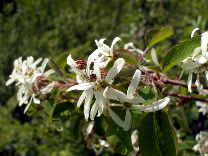 Image of Amelanchier ovalis specimen.