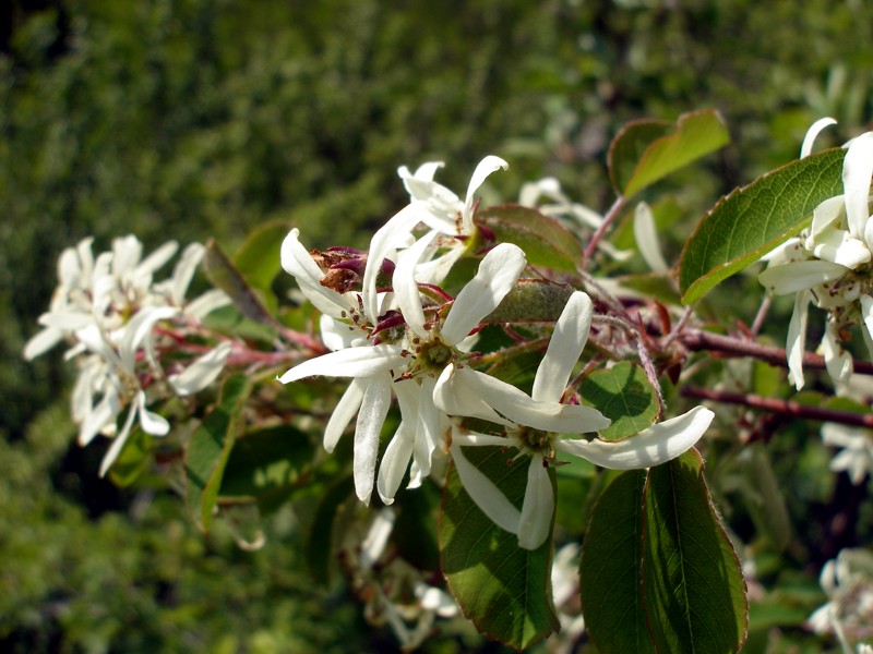 Изображение особи Amelanchier ovalis.