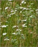 Eryngium planum. Верхушка расцветающего растения. Чувашия, окр. г. Шумерля, Кумашкинский заказник, Соколова поляна. 2 июля 2011 г.