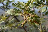 Sorbus persica. Ветвь с незрелыми плодами. Узбекистан, Ташкентская обл., зап. отроги Чаткальского хр., гора Бол. Чимган. 02.07.2011.