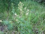 Thalictrum appendiculatum. Цветущее растение. Новосибирская обл., Карасукский р-н, с. Благодатное, заболоченная поляна колка. 18.07.2011.