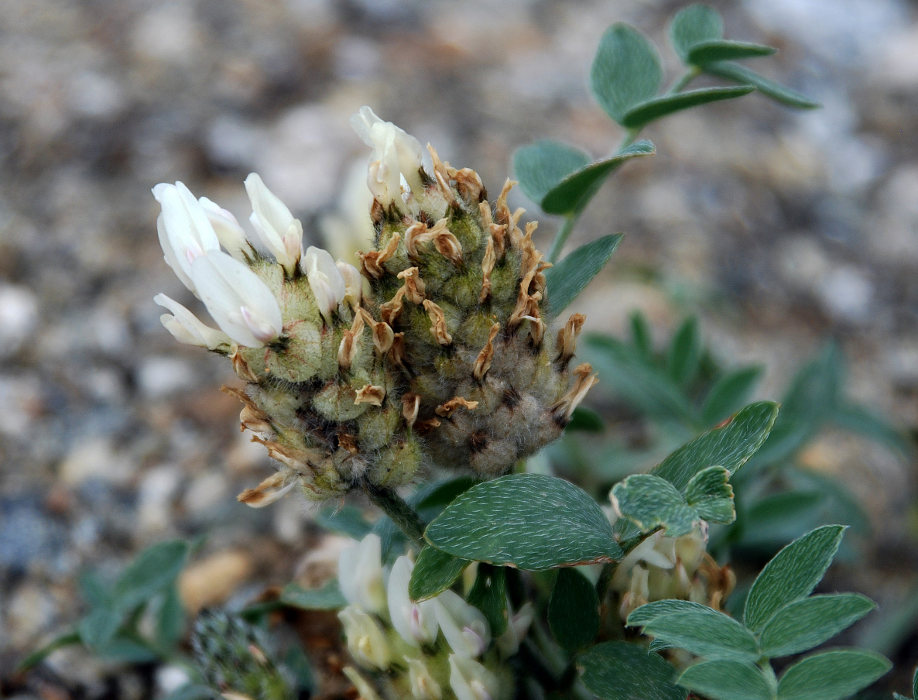 Изображение особи Astragalus lupulinus.