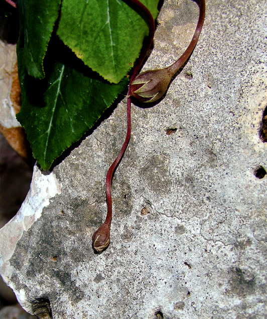 Image of Cyclamen persicum specimen.