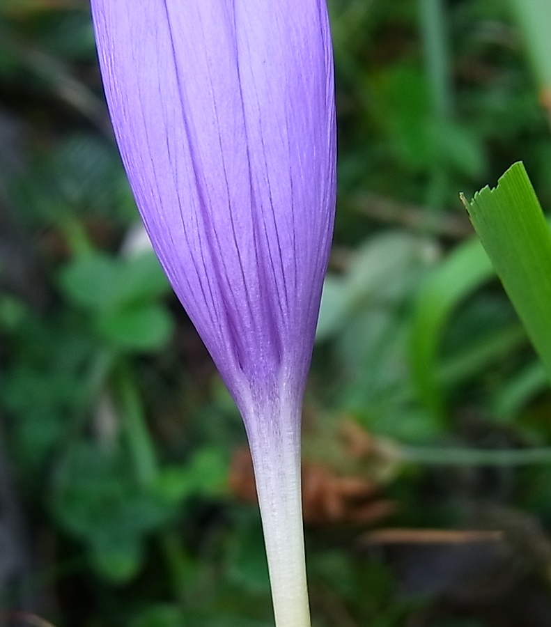 Изображение особи Crocus nudiflorus.