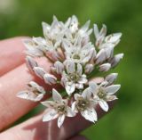 Allium ramosum. Соцветие. Бурятия, Тункинская долина, окр. с. Жемчуг. 21.07.2011.