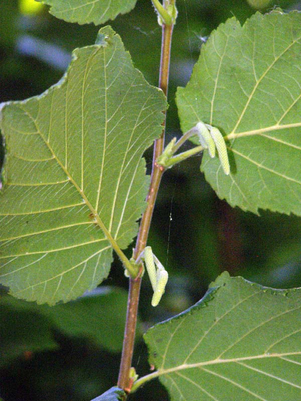 Image of Corylus avellana specimen.