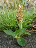 Salix arctica