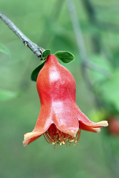 Изображение особи Punica granatum.