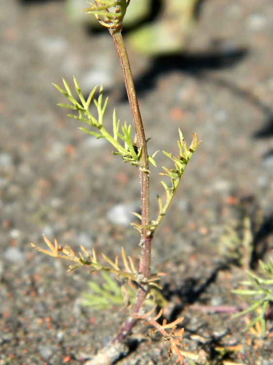 Image of Tripleurospermum hookeri specimen.