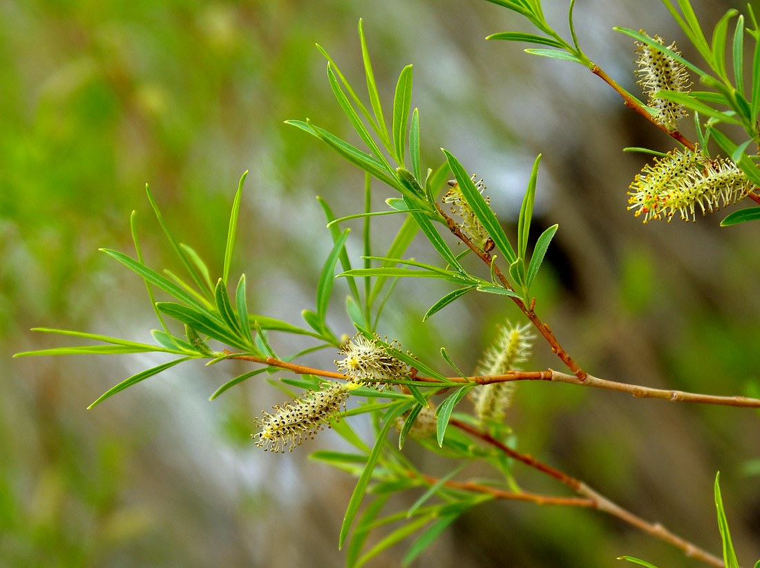 Изображение особи Salix caspica.