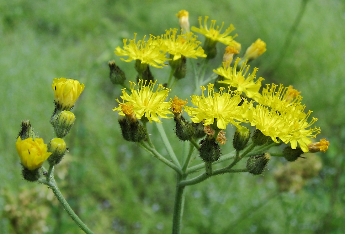 Image of genus Pilosella specimen.