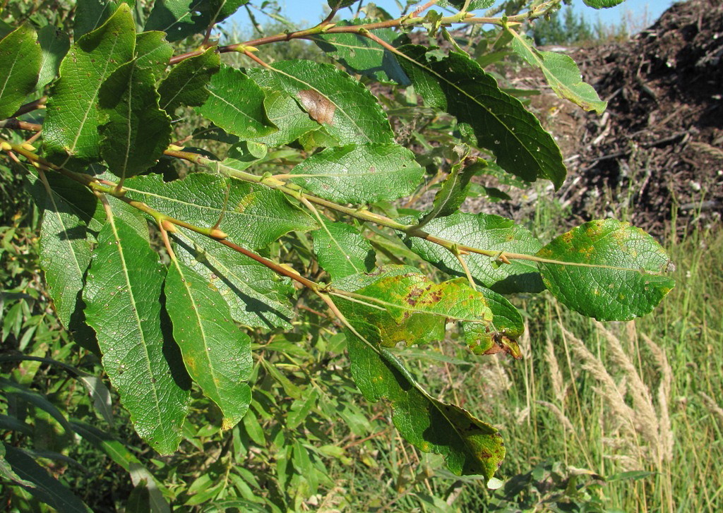 Image of Salix caprea specimen.