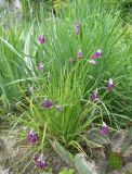 Allium cyathophorum