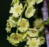 Ribes rubrum