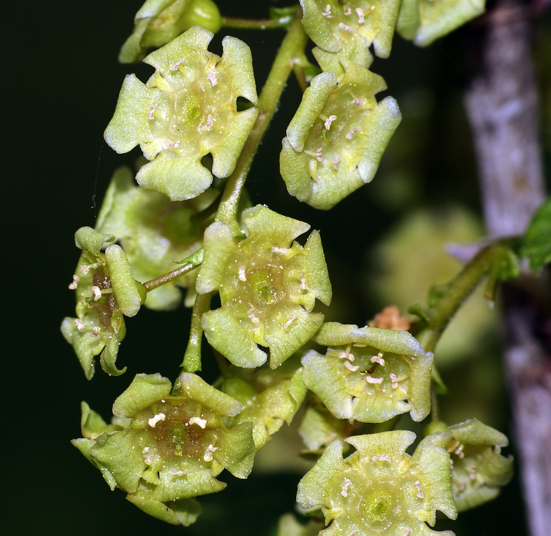 Изображение особи Ribes rubrum.