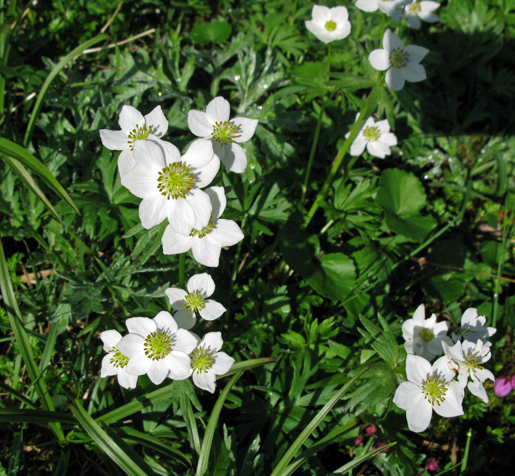 Изображение особи Anemonastrum calvum.