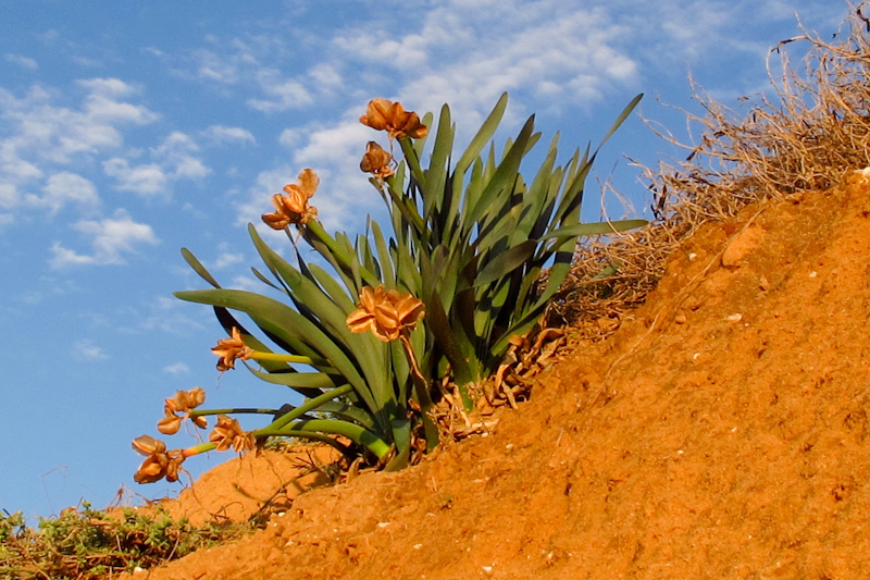 Изображение особи Pancratium maritimum.