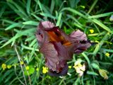 Iris atropurpurea