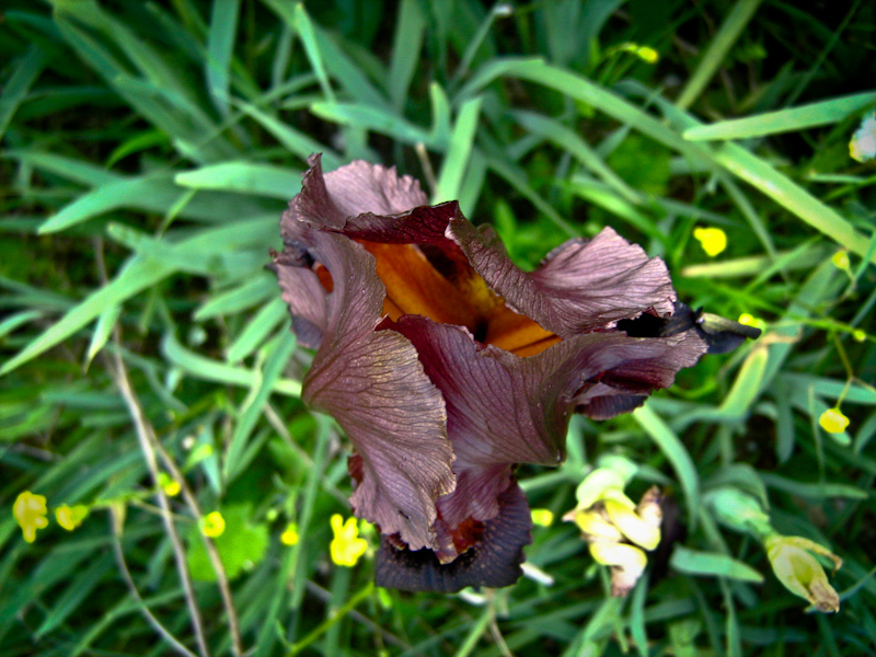 Image of Iris atropurpurea specimen.