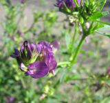 Medicago sativa