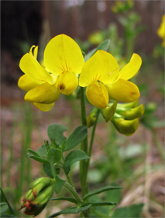 Изображение особи Lotus callunetorum.