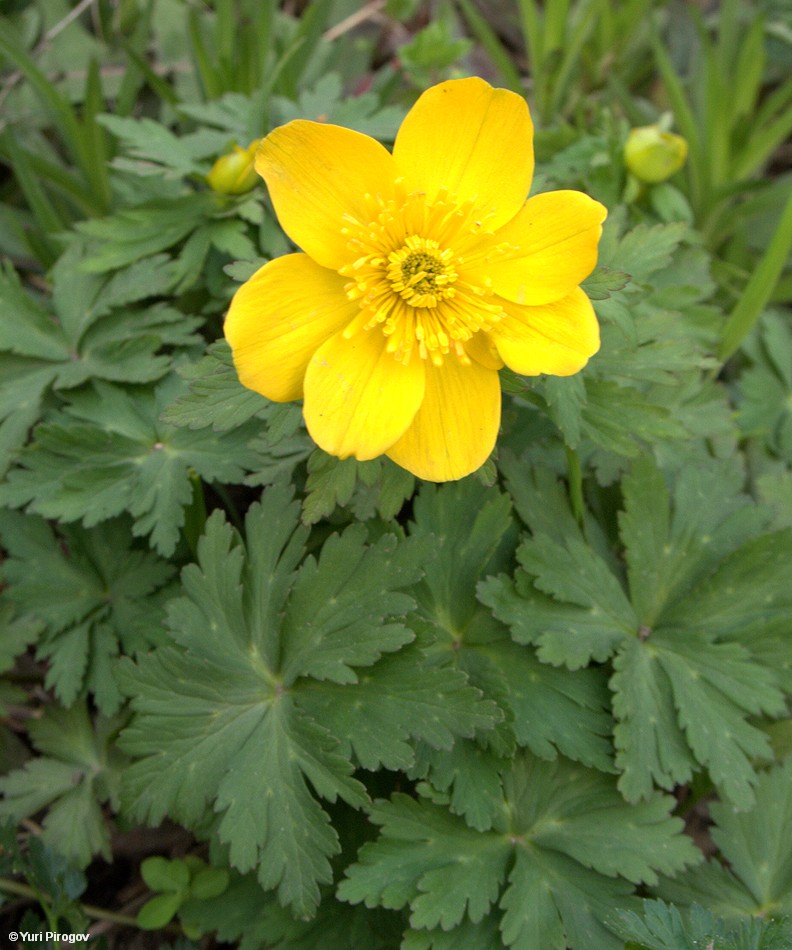 Изображение особи Trollius ranunculinus.