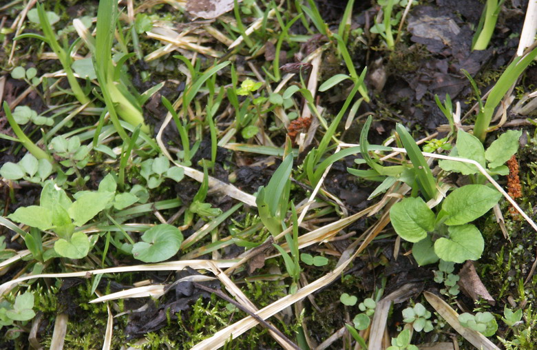 Image of Poa remota specimen.