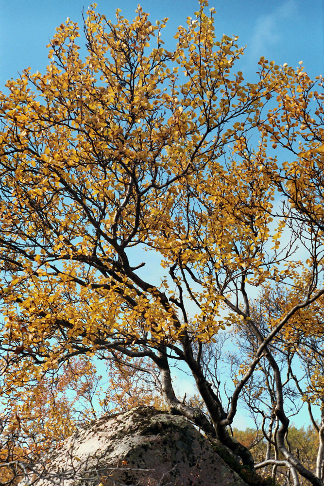 Image of Betula czerepanovii specimen.