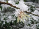 Chimonanthus praecox. Часть ветки с цветком под снегом. Крым, Ялта, в культуре. 17 января 2012 г.