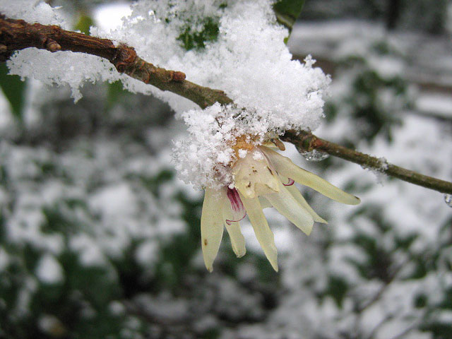 Изображение особи Chimonanthus praecox.