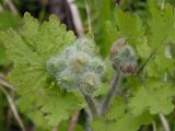 Chelidonium asiaticum. Верхушка побега с бутонами. Хабаровский край, Ванинский р-н, окр. пос. Высокогорный. 09.06.2006.