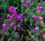 Oxytropis floribunda. Цветущее растение. Казахстан, Восточно-Казахстанская область; Западный Алтай, скл. Ульбинского хребта, окр. с. Горная Ульба. 29.04.2012.